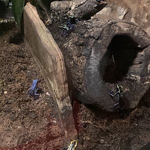 July 2019 - Dyeing poison dart frog