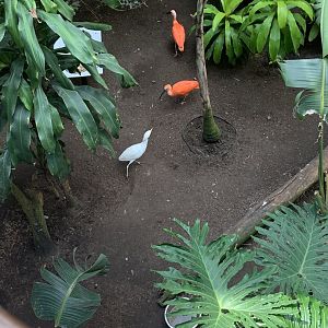 July 2019 - Cattle egret and Scarlet ibis