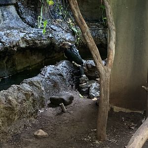 July 2019 - Silvery-cheeked hornbill