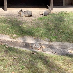 Apr. 2019 - Patagonian mara