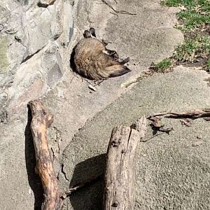 Apr. 2019 - Bat-eared fox