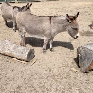 Apr. 2019 - Sicilian donkey