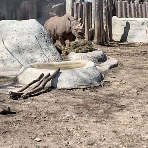 Apr. 2019 - Eastern black rhinoceros