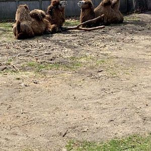 Apr. 2019 - Domestic Bactrian camel