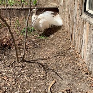 Apr. 2019 - Leucistic Indian peafowl