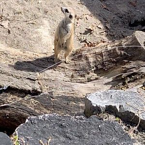 Apr. 2019 - Meerkat