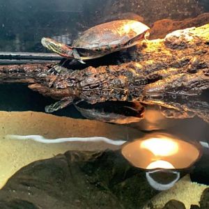 Apr. 2019 - Midland painted turtle