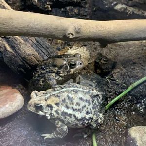 Apr. 2019 - American toad