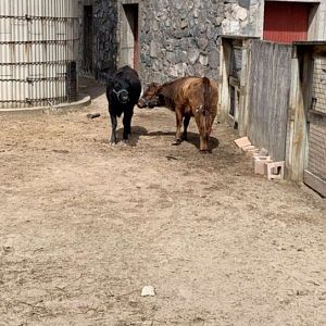 Apr. 2019 - Dexter cattle