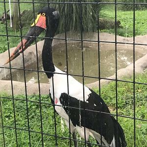 Aug. 2018 - Saddle-billed stork