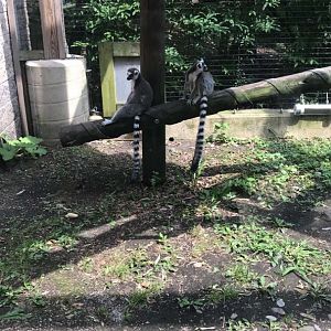 Aug. 2018 - Ring-tailed lemur