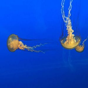 Aug. 2018 - Pacific sea nettle