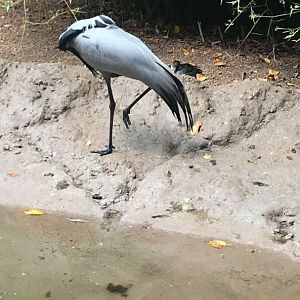 Aug. 2018 - Demoiselle crane