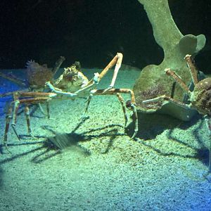 Aug. 2018 - Japanese spider crab