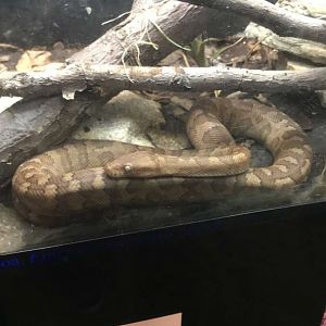 Aug. 2018 - Virgin Islands boa