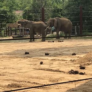 Aug. 2018 - African bush elephant