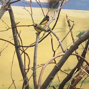 Aug. 2018 - Gouldian finch
