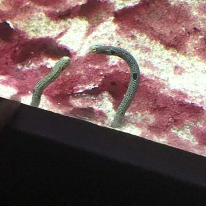Aug. 2018 - Spotted garden eel