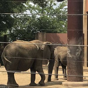 Aug. 2018 - African bush elephant