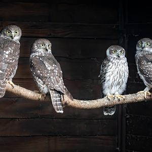 Barking Owl family / Hamerton / 29-6-20