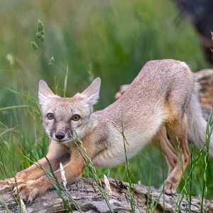 Corsac Fox (cub?) / Hamerton / 29-6-20