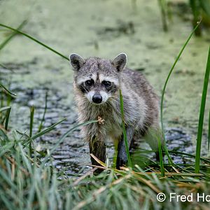 common raccoon