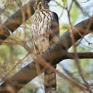 Cooper's hawk