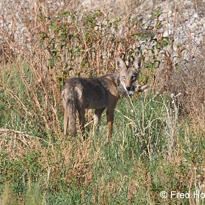 coyote with desert cottontail