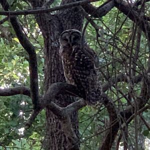 Barred owl (Strix varia)