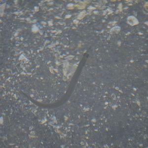 Ptilichthys goodei? Tide Pool Fish ID