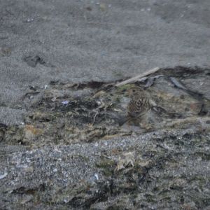 Juvenile Zonotrichia leucophrys