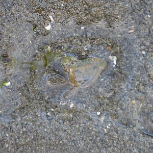 Hemigrapsus oregonensis