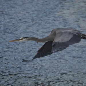 Ardea herodias fannini