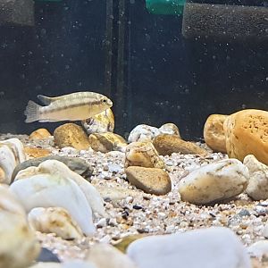 Pelvicachromis silviae