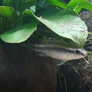 Congochromis dimidiatus