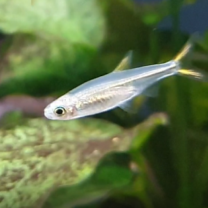 Fish ID ( African freshwater species )
