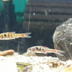 Jae barb - Enteromius jae