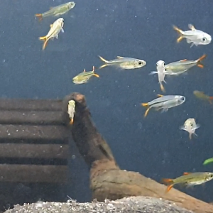 Jelly-bean tetra - Ladigesia roloffi