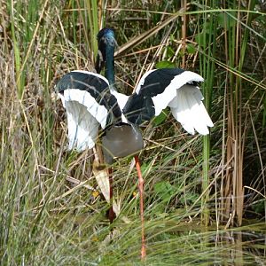 Jabiru