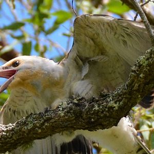 Immature channel-billed cuckoo begging