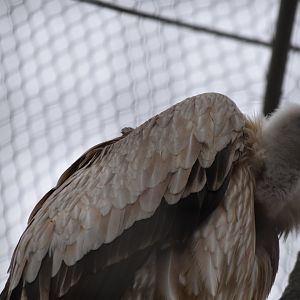 Himalayan vulture (Gyps himalayensis)