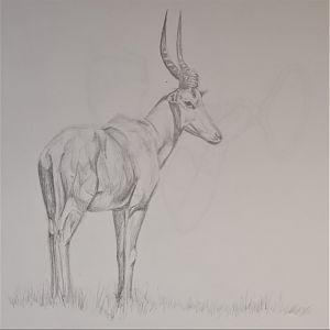Hirola (Beatragus hunteri) drawing A3