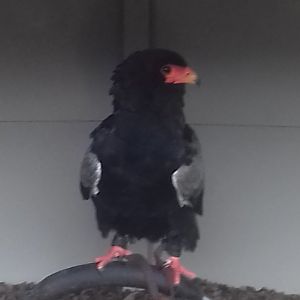 Bateleur eagle