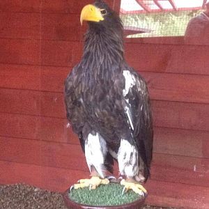 Steller's sea eagle