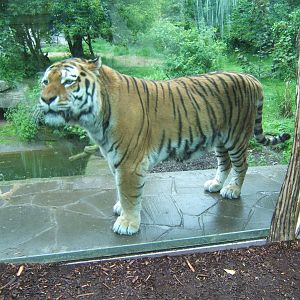 Amur Tiger