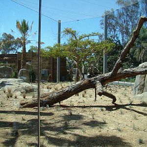 Lion exhibit