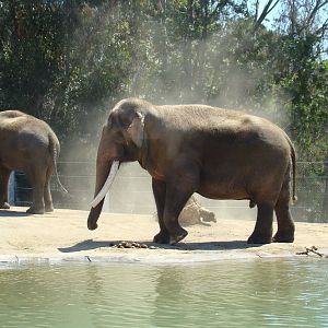 Elephants