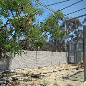 Secretary Bird exhibit