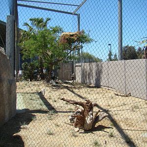 Secretary Bird exhibit