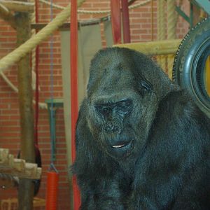 Twycross Zoo - Western Lowland Gorilla
